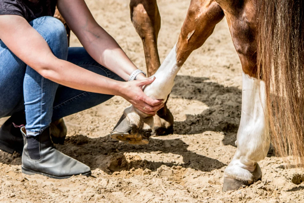 equine therapy