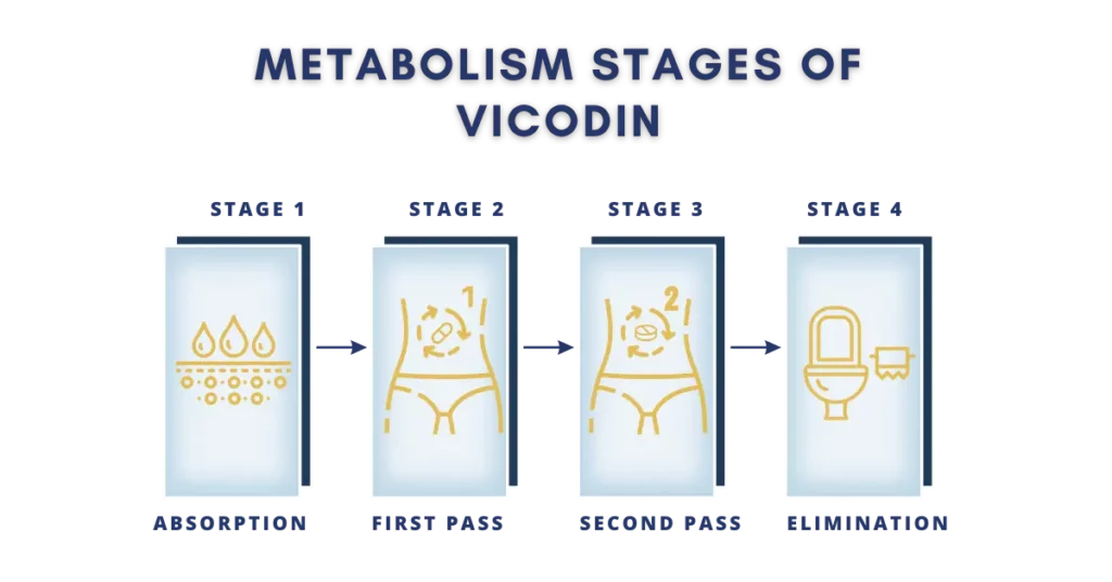 how long does vicodin stay in your system?