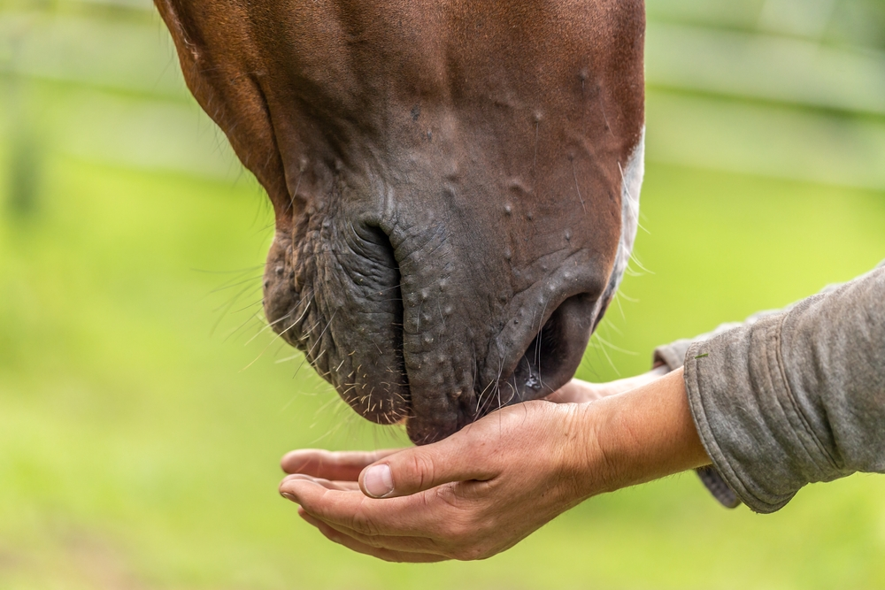 What are the benefits of equine therapy?